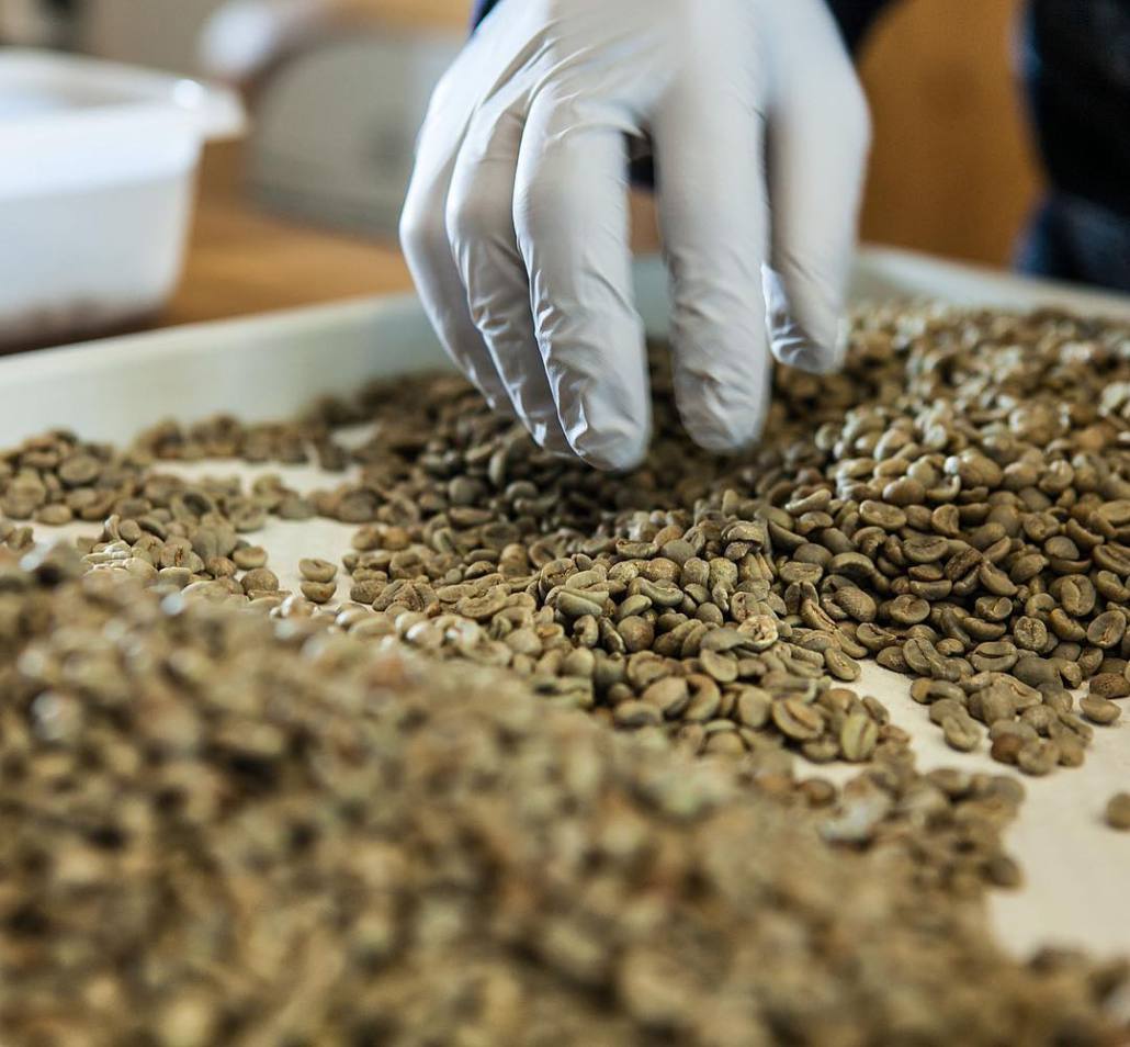 Seleccionando los granos de café crudo con guantes en una bandeja en la cafetería FRENESÍ CAFÉ de Barcelona.